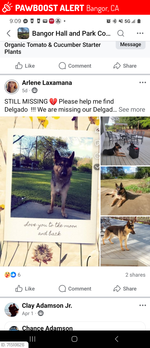 Lost Male Dog last seen Los verjeles rd. Loma Rica Ca.95901 , Bangor, CA 95918