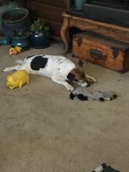 Lost Male Dog last seen Coulee Hite near old log barn and Dover, Spokane, WA 99224
