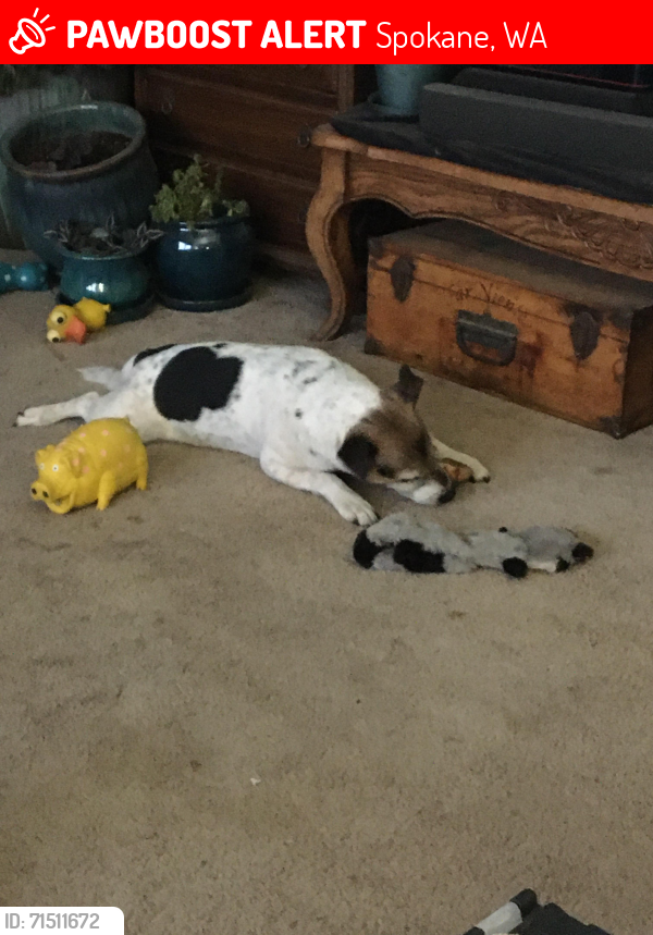 Lost Male Dog last seen Coulee Hite near old log barn and Dover, Spokane, WA 99224