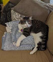 Lost Male Cat last seen Near Stampede Ranch cross streets Mesquite Chase and Rustic Acres.  near Savannah drive off 1518, Selma, TX 78154