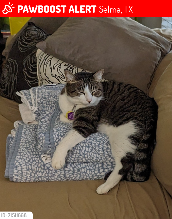 Lost Male Cat last seen Near Stampede Ranch cross streets Mesquite Chase and Rustic Acres.  near Savannah drive off 1518, Selma, TX 78154