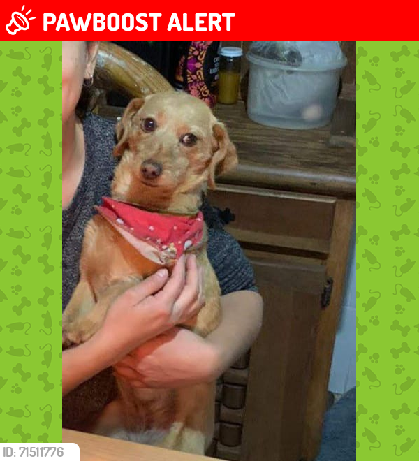 Lost Female Dog last seen Cerro del Fortin, Oaxaca de Juárez, Oax. 68030