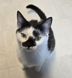 Lost Female Cat last seen Sky Lane Drive near Lake Ridge Airport and Geer Street, Durham, NC 27704