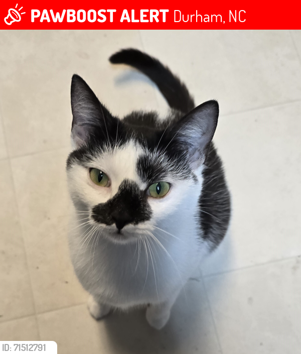 Lost Female Cat last seen Sky Lane Drive near Lake Ridge Airport and Geer Street, Durham, NC 27704