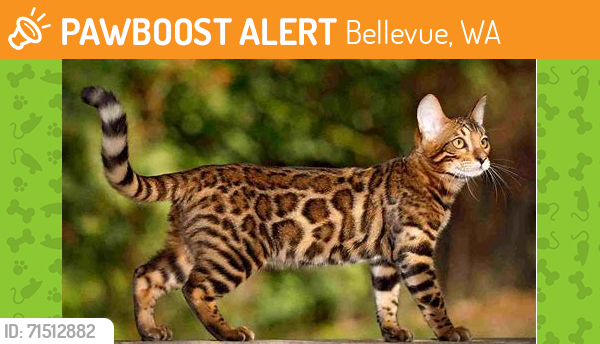 Wa Rav Cat Bellevue, WA Stray Cat Found Near se 128 and se 4th pl, 98005 | PawBoost