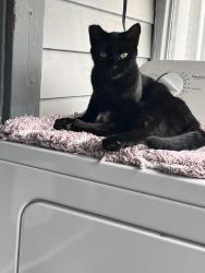 Lost Female Cat last seen Los Robles and Mountain, Pasadena, CA 91104