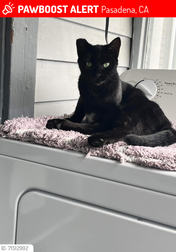 Lost Female Cat last seen Los Robles and Mountain, Pasadena, CA 91104