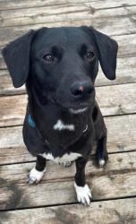 Reunited Female Dog last seen CW Leach, New Tecumseth, ON 