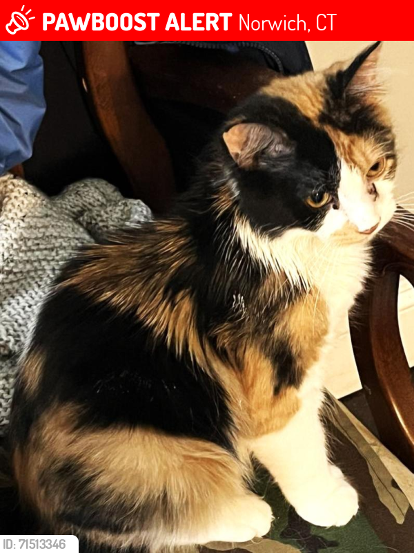 Lost Female Cat last seen Biswell, Norwich, CT 06360