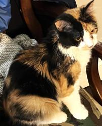 Lost Female Cat last seen Biswell, Norwich, CT 06360