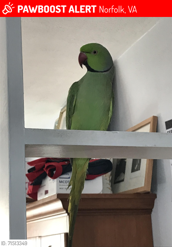 Lost Male Bird last seen Near Arrowwood St, Norfolk, VA, Norfolk, VA 23518
