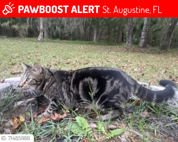 Lost Male Cat last seen Rolling Hills Dr, Epic Theaters, Planet Fitness, Deerfield Preserve, VA clinic, Kings Estates, St. Augustine, FL 32086
