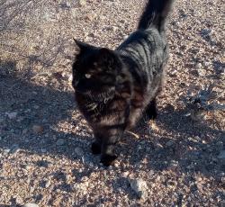 Lost Male Cat last seen South Overton road, Near Las Vegas way in Scenic, Az, Scenic, AZ 86432