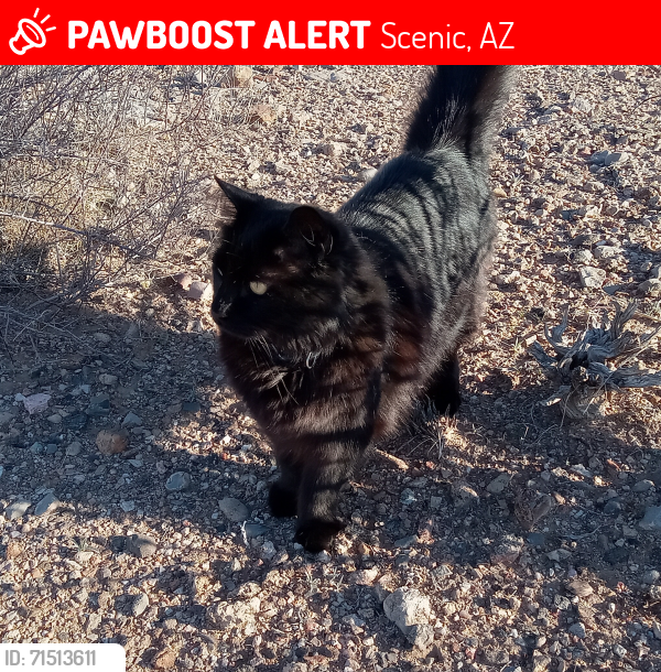 Lost Male Cat last seen South Overton road, Near Las Vegas way in Scenic, Az, Scenic, AZ 86432