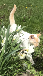 Lost Female Cat last seen Cash Road near Old Weaver Trail, Creedmoor, NC 27522
