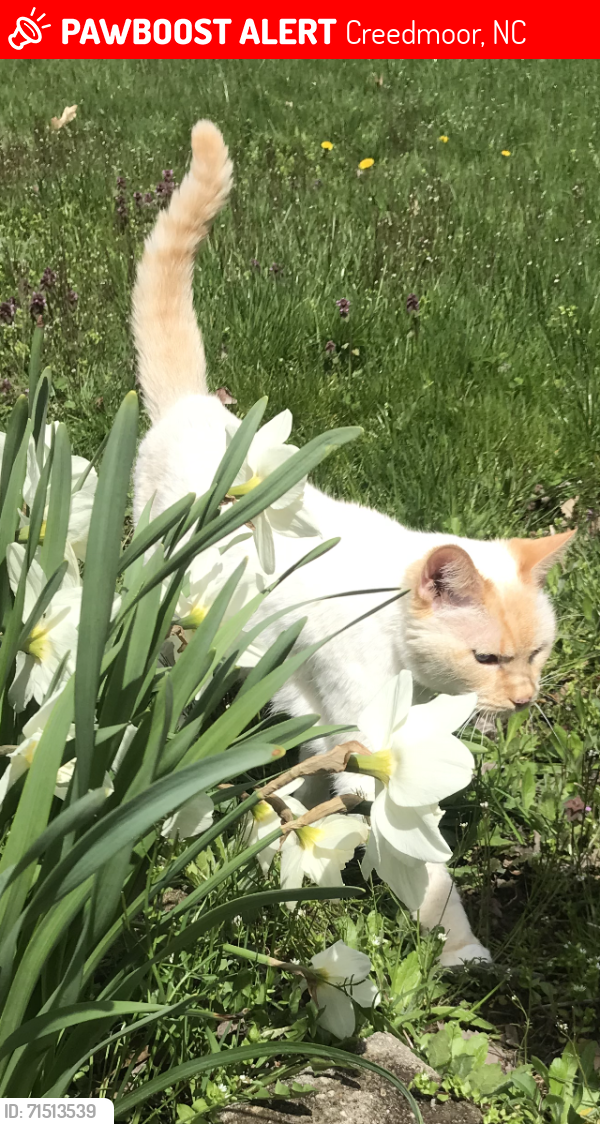 Lost Female Cat last seen Cash Road near Old Weaver Trail, Creedmoor, NC 27522