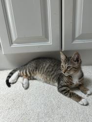 Lost Male Cat last seen Weatherby Drive , Greenville, SC 29615