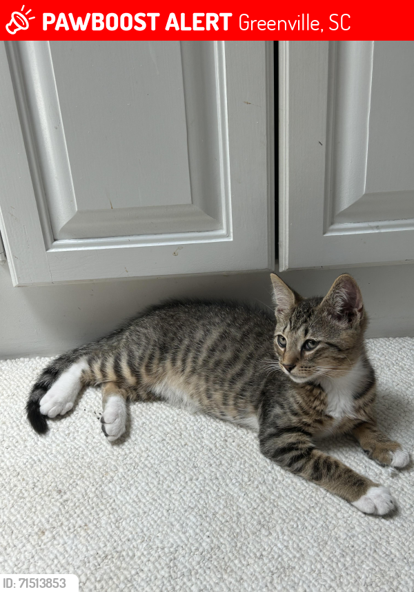Lost Male Cat last seen Weatherby Drive , Greenville, SC 29615