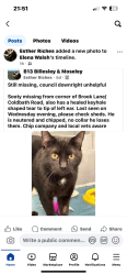 Lost Male Cat last seen Billesley Pub, West Midlands, England B13 0TQ