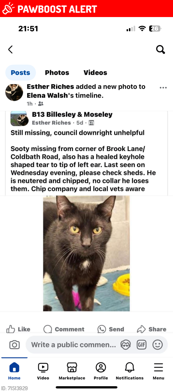 Lost Male Cat last seen Billesley Pub, West Midlands, England B13 0TQ