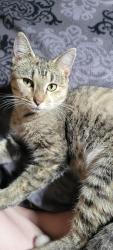 Lost Female Cat last seen Tucker Street, Burlington, NC 27216