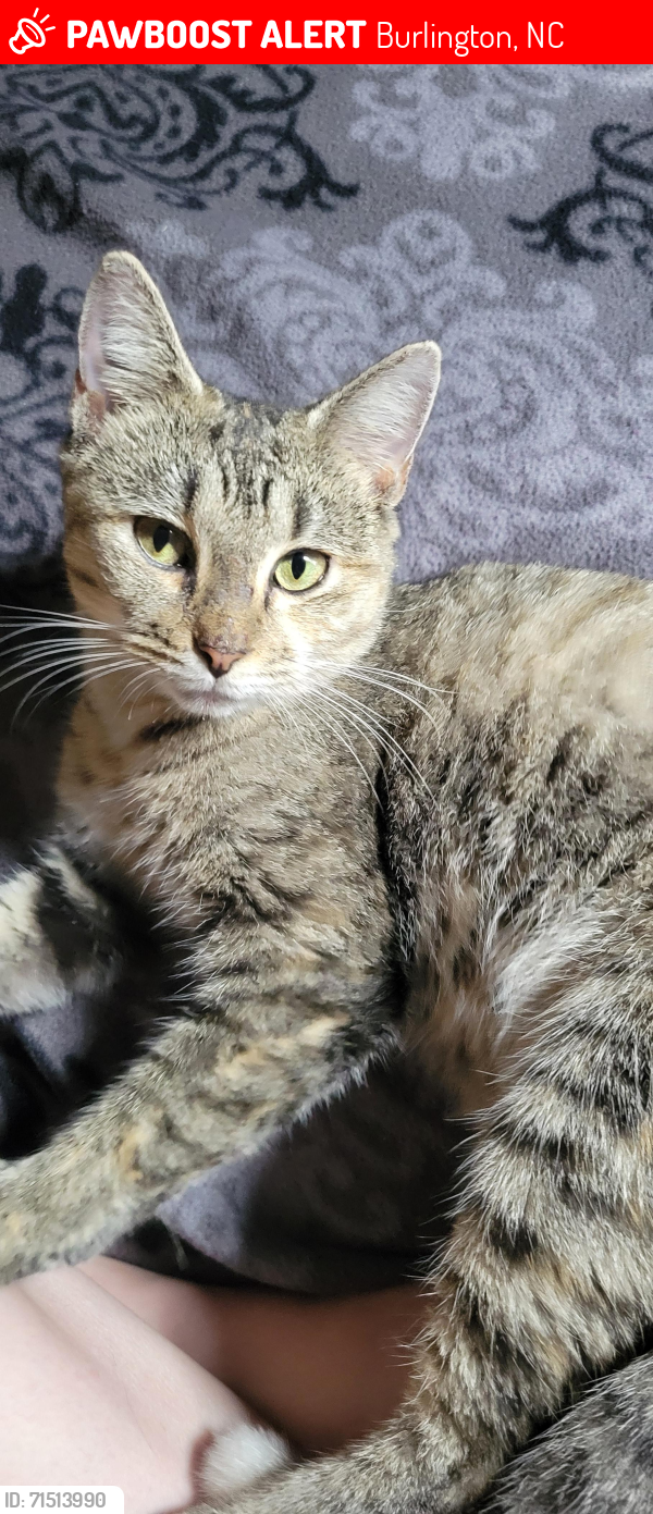 Lost Female Cat last seen Tucker Street, Burlington, NC 27216