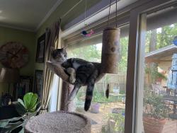 Lost Female Cat last seen Near Antigua Dr, Broadmoor area, Lafayette, LA 70503
