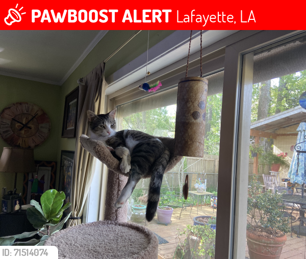 Lost Female Cat last seen Near Antigua Dr, Broadmoor area, Lafayette, LA 70503