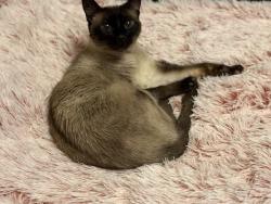 Lost Female Cat last seen Promenade harbor, Rockwall, TX 75087