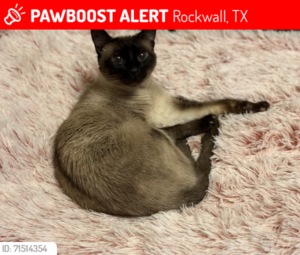Lost Female Cat last seen Promenade harbor, Rockwall, TX 75087