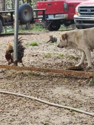 Lost Male Dog last seen County Road 118, Craighead County, AR 72416