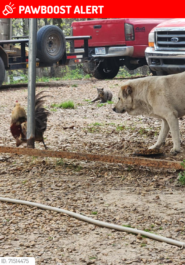 Lost Male Dog last seen County Road 118, Craighead County, AR 72416