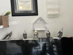 Lost Male Bird last seen Beach and adams, Huntington Beach, CA 92648