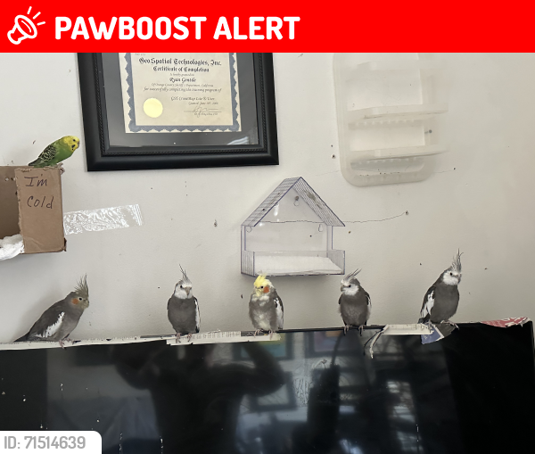 Lost Male Bird last seen Beach and adams, Huntington Beach, CA 92648