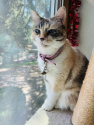 Lost Female Cat last seen Cirby Hills Drive off of Cirby, Windscape Apts., Roseville, CA 95678