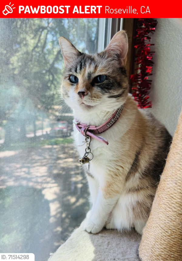 Lost Female Cat last seen Cirby Hills Drive off of Cirby, Windscape Apts., Roseville, CA 95678