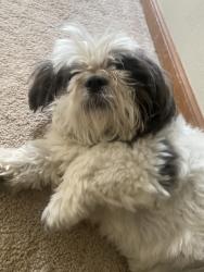Lost Female Dog last seen Lyford rd, Rockford, IL 61107