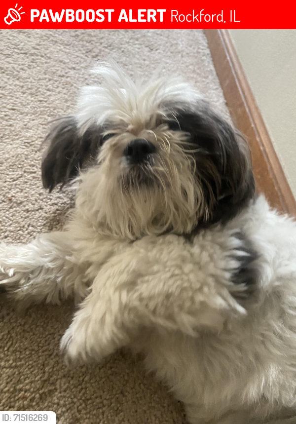 Lost Female Dog last seen Lyford rd, Rockford, IL 61107