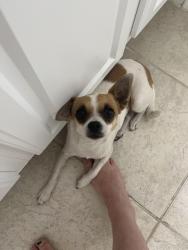 Reunited Female Dog last seen Chestnut and choctaw, Pasco County, FL 34669