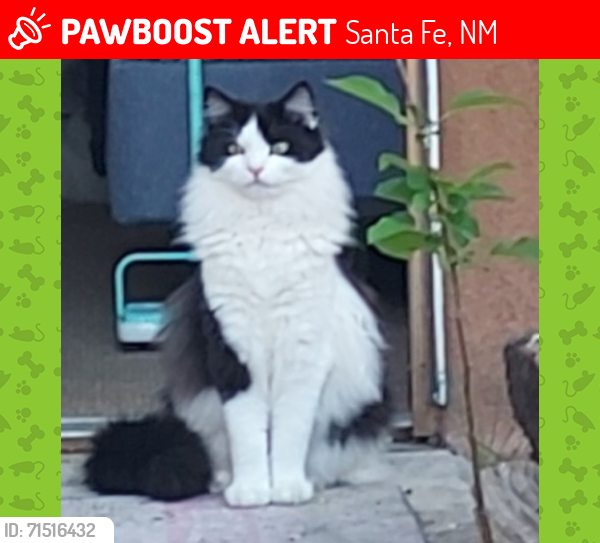 Lost Male Cat last seen Calle don Jose and Medio, Santa Fe, NM 87501