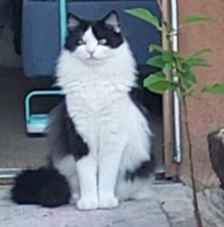 Lost Male Cat last seen Calle don Jose and Medio, Santa Fe, NM 87501