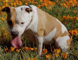 Lost Female Dog last seen Avenue E and 90th st west, Lancaster, CA 93536