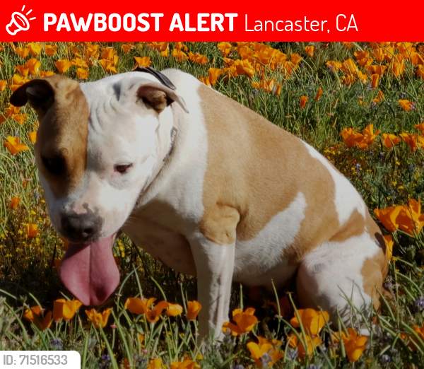 Lost Female Dog last seen Avenue E and 90th st west, Lancaster, CA 93536