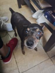 Lost Male Dog last seen 6 mile /gilchrist , Detroit, MI 48235