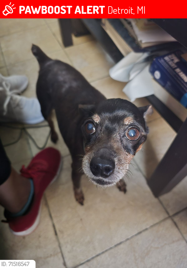 Lost Male Dog last seen 6 mile /gilchrist , Detroit, MI 48235