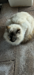 Lost Female Cat last seen Darnum court Cornubia , Cornubia, QLD 4130