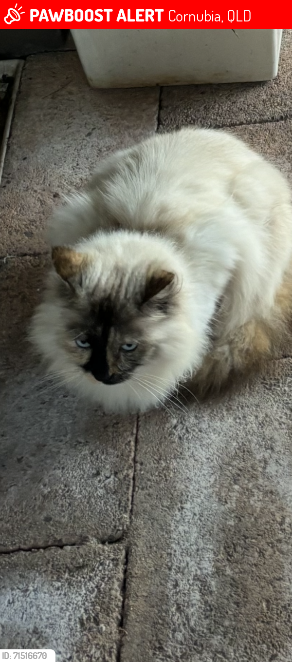 Lost Female Cat last seen Darnum court Cornubia , Cornubia, QLD 4130