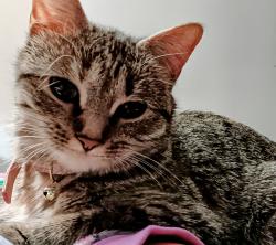 Lost Female Cat last seen 34th and Coulter, Amarillo, TX 79121