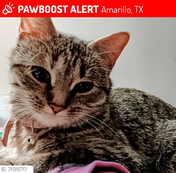 Lost Female Cat last seen 34th and Coulter, Amarillo, TX 79121