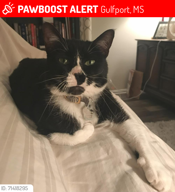 Lost Female Cat last seen Near Middlecoff Drive, Gulfport, MS 39507